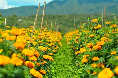 Every year i see people posting photos of spring blooms, i tell since i'm already obsessed with making daily lists for myself, i decided the best way to get myself to go is to come up with a list of places i want to go see them. Best Places to See Spring Flowers | POPSUGAR Smart Living ...