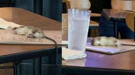 Houston Woman Greeted By Rat Falling From Ceiling At Buffalo Wild Wings In Los Angeles Abc30