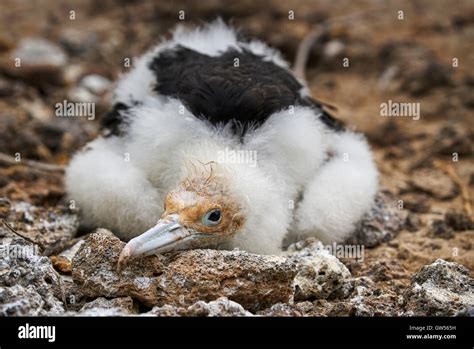 Magnificent Frigate Bird Fregata Magnificens Chick On Genovesa In The