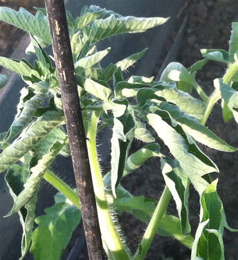 Curled Tomato Leaves
