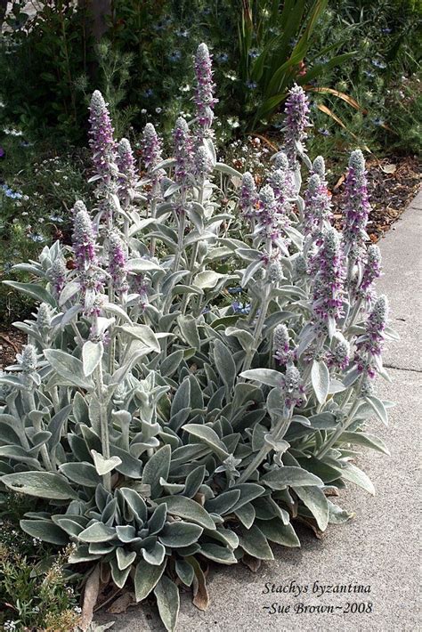 Plantfiles Pictures Lambs Ear Stachys Byzantina By Fastvince