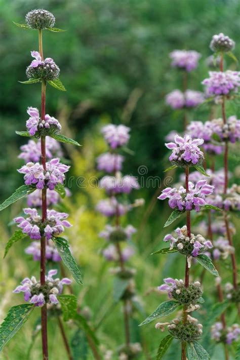 Saturated Summer Fragrant High Flowers Stock Image Image Of Plants