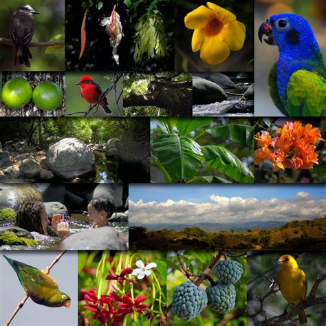 flora y fauna de colombia erofound