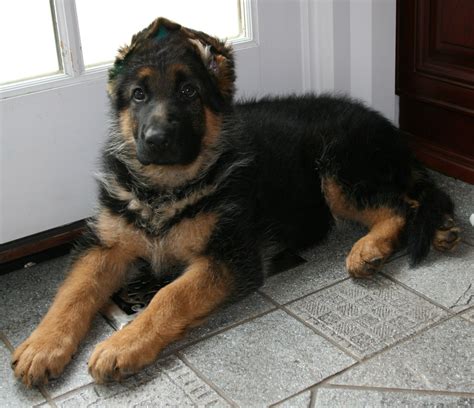 A german shepherd puppy can be your family's next best friend and your home's first line of protection! German Shepherd Puppies | for sale | World Class|Breeders ...