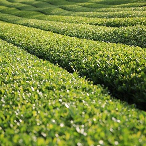 Say Hello To Our Usda Organic Green Tea Field On Jeju Island Where Our