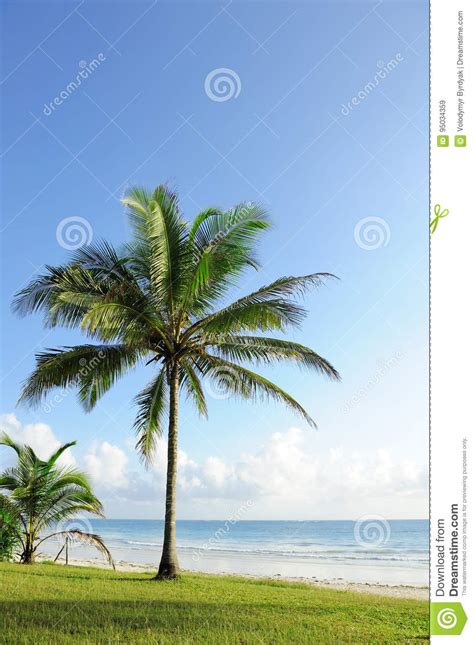 Palmeras En La Playa Imagen De Archivo Imagen De Nube 95034359