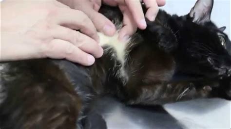A Singapore Cat Has Fur Mites And Skin Diseases Youtube