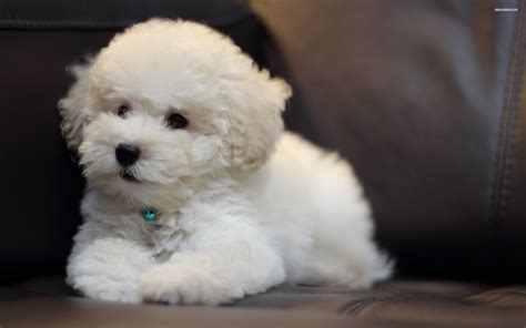 Bichon Frise Puppy Wallpaper 2560x1600 Picture Long Haired Dog Breeds