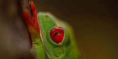 New At The Zoo Red Eyed Tree Frogs Smithsonians National Zoo