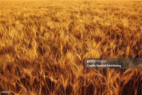 Wheat Fields Kansas Wheat High Res Stock Photo Getty Images