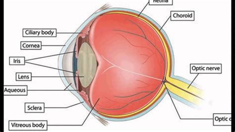 Diagram Of The Human Eye Without Labels
