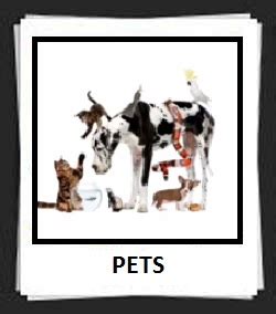 Or at least, cute nursery wall art is much more available to everyone today. 100 Pics PETS Level 51-60 Answers | 100 Pics Answers