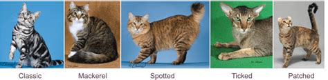 What Are The 4 Types Of Tabby Cats Cats And Dogs