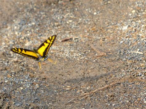 Yellow Swordtail Butterfly East Of The Equator Mandm