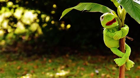 Download Wallpaper 1920x1080 Toy Kermit The Frog Plant Full Hd Hdtv