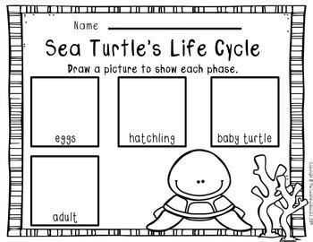 Sea Turtle S Life Cycle By The Learning Beezzz TpT
