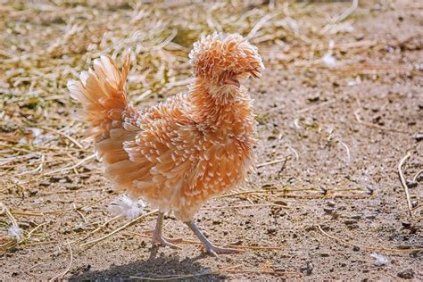 Frizzle Chicken Complete Breed Info And Care Guide