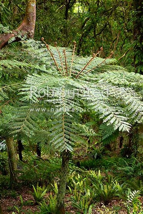 Silver Fern Nz Native Silver Tree Fern With Strong