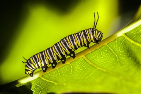 Monarch Butterfly Caterpillar Smithsonian Photo Contest Smithsonian