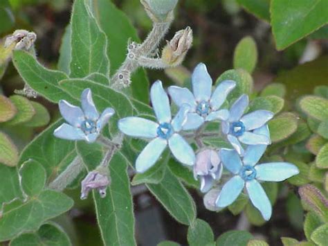 Tweedia caerulea blue milkweed vine. Tweedia caerulea