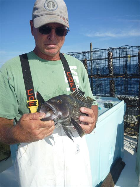 Size Matters Testing A New Mesh Size For Black Sea Bass Coastwatchcoastwatch