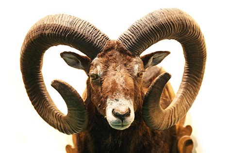 European Mouflon Stock Photos Pictures And Royalty Free Images Istock