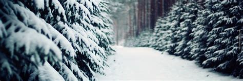 Winter Forest Trees Snow 1500x500 Banner 1500x500 Krrissje Flickr