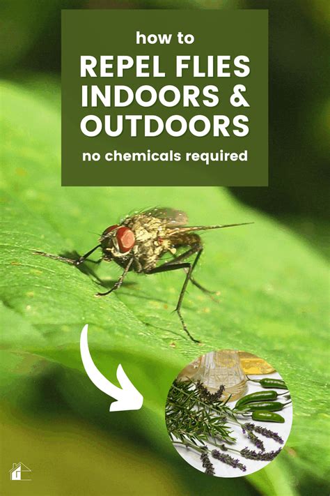 Flies Attack How To Repel Them Naturally Indoors And Outdoors Tips