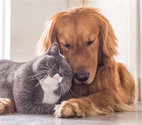 Cats And Dogs Living Together Pet Life
