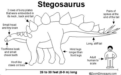 Stegosaurus Dinosaur Enchanted Learning Software
