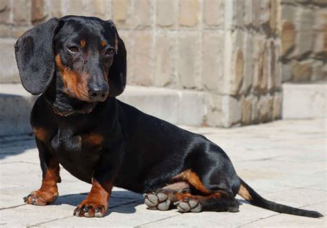 Dachshund Breed Information Puppies For Sale Online