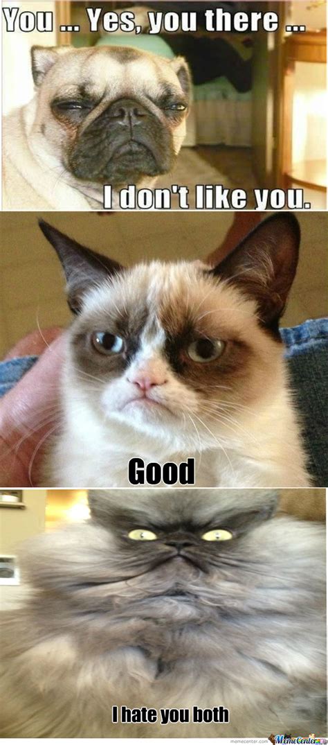 Rmx Grumpy Dog Vs Grumpy Cat Take 2 By Caden123 Meme