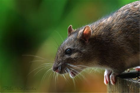 Die Ratte Foto And Bild Tiere Wildlife Säugetiere Bilder Auf