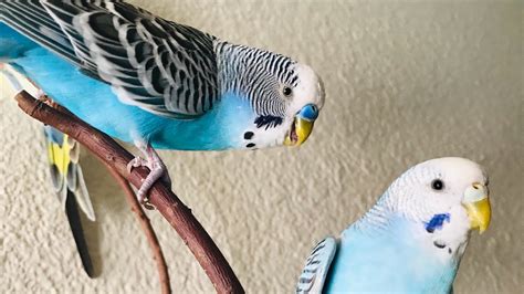 Your Budgie Will Dance To See This Happy Budgie Sound Talking Singing Budgie TV For Lonely