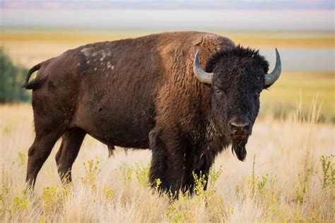 13 Beautiful Bison Facts Aka American Buffalo Fact Animal