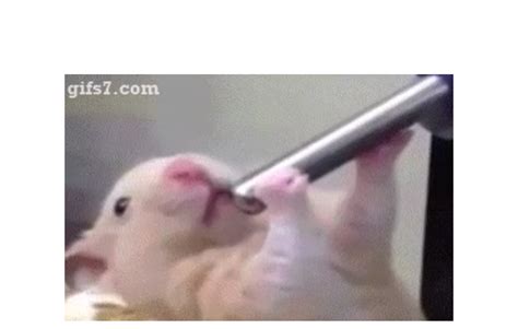 Deepthroating Hamster Animated  Maker Piñata Farms The Best Meme