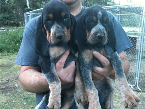 6 purebred bluetick coonhound puppies for sale ukc registered, sire and dam ukc registered. High Country Bluetick cameron bluetick puppies for sale ...