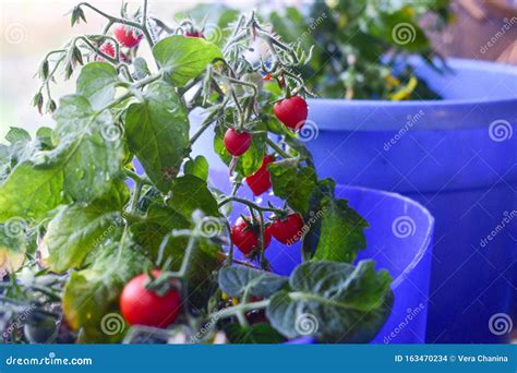 Cherry Tomatoes Grow On The Windowsill In A Pot Stock Photo Image Of