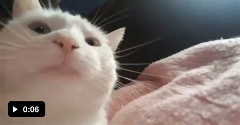 Cat Vibing Original Video 9gag