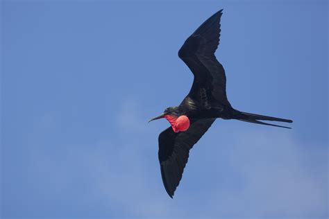 Galapagosmale Frigate Bird Fotovue