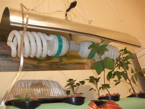 I also wanted to be able to grow some winter veggies for my salads and smoothies. Aquaponics: DIY CFL Light system