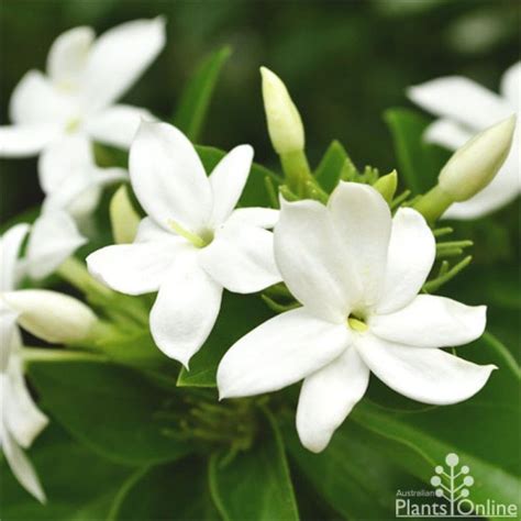 Bunga Melati Putih Or Arabian Jasmine Are Known As Bunga Suci