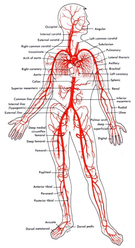 Veins draining into the superior vena cava. Major Arteries Of The Body | Human body anatomy, Human anatomy and physiology, Medical education
