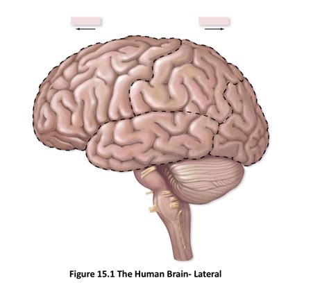 Lateral View Of Human Brain Diagram Quizlet