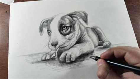 Descubrir Imagen Dibujos De Un Perro A Lapiz Thptletrongtan Edu Vn
