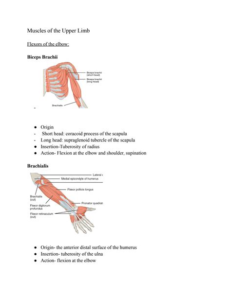 Solution Muscle Of The Upper Limb Muscle Anatomy Studypool