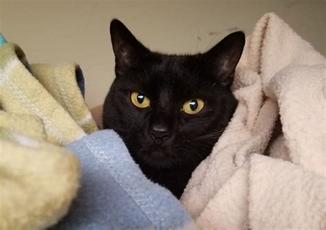 We have experienced team of veterinarian, who are experts and well. Pet's Best Friend Veterinary Hospital | Levittown ...