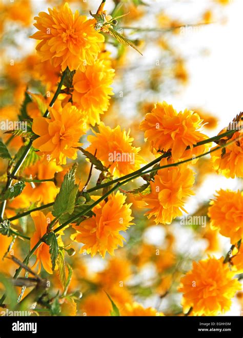 Most Beautiful Yellow Flowers Hi Res Stock Photography And Images Alamy