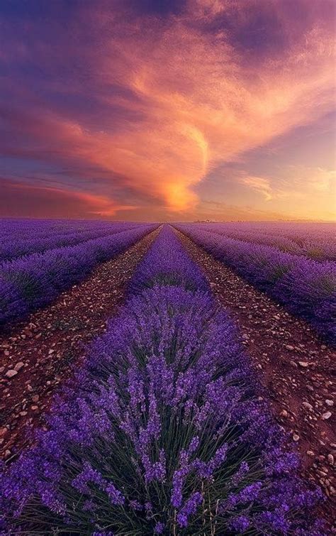 Lavender Field At Sunset Valensole Provence France Alexandre
