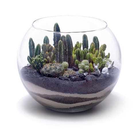 This type cactus is formed by combining a gymnocalycium and a hylocereus. Med fish bowl terrarium | Minijardins, Jardinagem em vasos ...